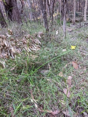 Tricoryne anceps pterocaulon