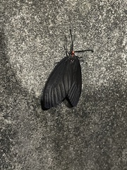 Histia flabellicornis