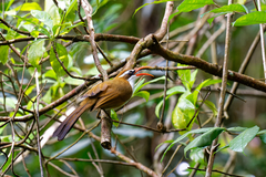 Pomatorhinus ochraceiceps