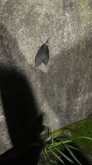 Histia flabellicornis