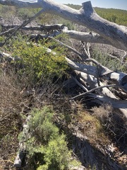 Eucalyptus conferruminata
