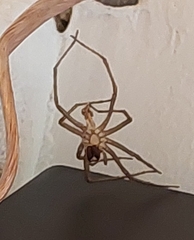 Cheiracanthium punctorium