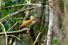 Pomatorhinus ochraceiceps