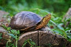 Cuora amboinensis kamaroma