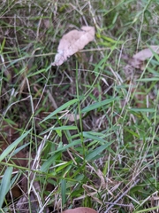 Ottochloa gracillima