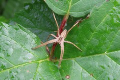 Pisaura