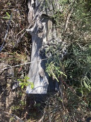 Eucalyptus conferruminata