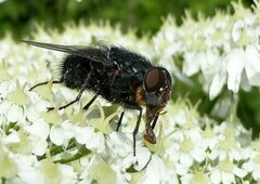 Calliphora vomitoria