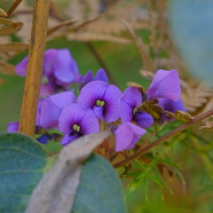 Hardenbergia violacea