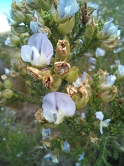 Psoralea aculeata