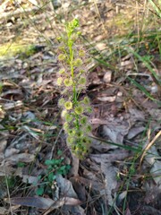 Drosera porrecta