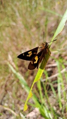 Trapezites symmomus