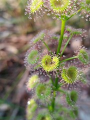 Drosera porrecta