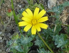 Leontodon longirostris