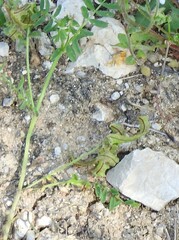 Biserrula pelecinus