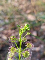 Drosera porrecta