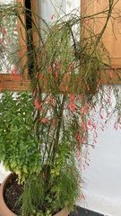 Russelia equisetiformis