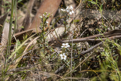 Euryomyrtus ramosissima