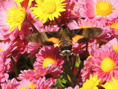 Macroglossum pyrrhosticta