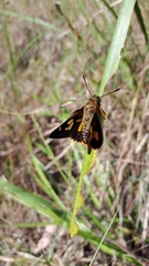 Trapezites symmomus