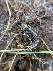 Cormocephalus