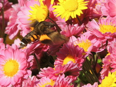 Macroglossum pyrrhosticta