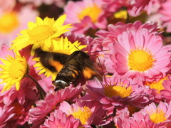 Macroglossum pyrrhosticta