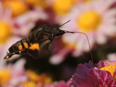 Macroglossum pyrrhosticta