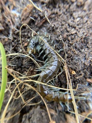 Cormocephalus