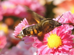 Macroglossum pyrrhosticta