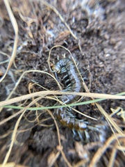 Cormocephalus