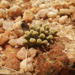 Frithia pulchra