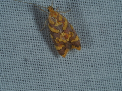 Tisobarica thyteria