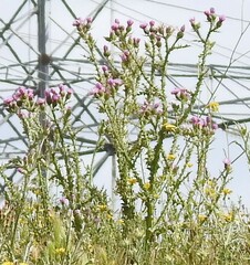 Carduus pycnocephalus