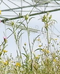 Andryala integrifolia