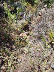 Podalyria hirsuta