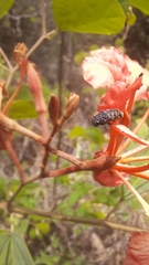 Acmaeodera ruficaudis