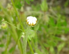 Anthemis arvensis