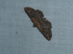 Pasiphilodes testulata