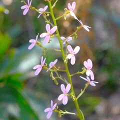 Stylidium laricifolium