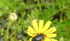 Heliotaurus ruficollis