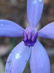Cyanicula sericea