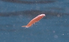 Anilocra physodes
