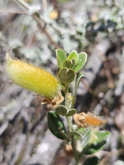 Podalyria hirsuta