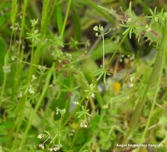 Galium parisiense