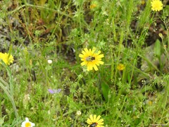 Leontodon longirostris