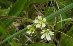 Cerastium fontanum