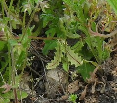 Biserrula pelecinus