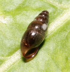 Cochlicopa lubrica