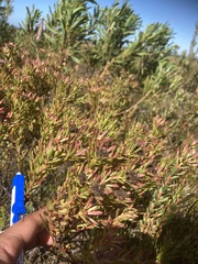 Leucadendron modestum